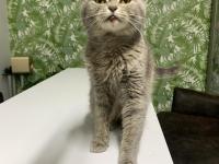 British Shorthair İçin Yuva Aranıyor