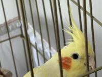 8 Aylık Sultan Papağanı Kafesi Ve Malzemeleriyle