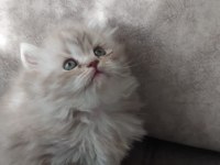 2 adet dişi british longhair yavrularımız