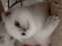 Scottish Fold 2,5 Aylık Dişi