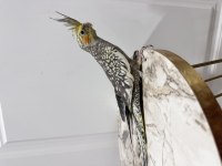 Sultan papağanlarımız sahiplendirilecektir (₺)