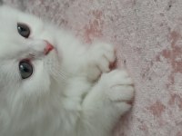 60 günlük sağlıklı yavru kediler