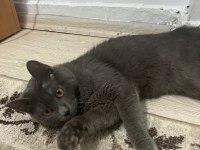 Pati Severlere Kedimiz