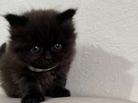 British Longhair Çikolata