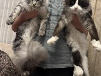 Dev Maine Coon Yavrular Yeni Yuvalarına Hazır