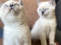 Yavru British Blue & Chocolate Point