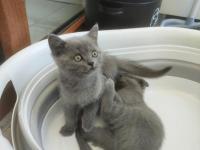 British Shorthair Kedisi