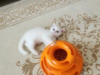 2 aylık british yavrumuza yuva arıyoruz