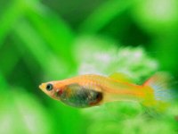 Kalitesi hamile papağan lepsites