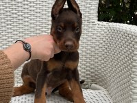 Safkan doberman ırk garantili yavrular