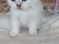 Anne Sütünden Kesilmek Üzere İran Kedisi (Persian)