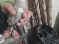 Bebek Wifi Sultan Papağanı Yavrular