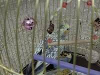 Ev Ortamında Üretilmiş Gayet Sağlıklı Sultan Papağanı Yavruları