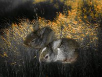 1 Aylık Mini Dwarf Tavşan Yavruları (Dişi Ve Erkek)