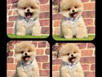 Orjinal pomeranian köpekler