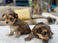 Mini Boy Morkie Prensler