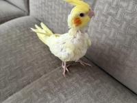 Yavru Ev Beslemesi Sultan Papağanları