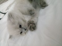 Safkan British Kediler Göz Bebeklerimiz