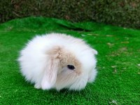 Hollanda Teddy Lop Tavşan Yavruları Gönderim Var