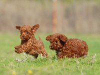 Micro ayarında poodle yavrularımız