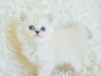 Boncuk gözlü silver british longhair