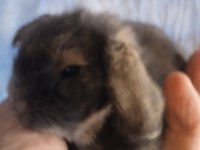 Hollanda Teddy Lop Tavşanı Yavrular