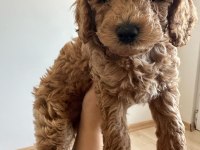 Anne Altından Toy Poodle Bebekler