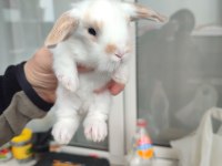 Hollanda Teddy Lop Tavşan