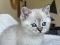 British Shorthair Blue Point Yavrum