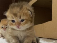 Safkan British Bebeklerim Rezerveye Açık