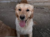 Golden Retriever Cinsi Sevimli Kızımıza Yeni Bir Yuva Arıyoruz