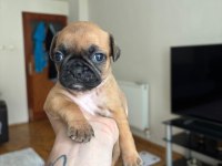 Pug yavruları dişi