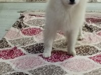 Erkek 5 aylık pomeranian yavrumuza yuva