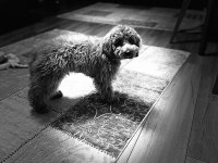 Toy Poodle Eğitimli 7.5 Aylık