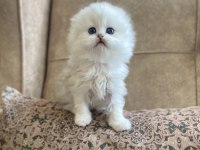 Irk Garantili Scottish Fold Longhair Silver Bebeğimiz