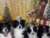 Zeka Küpü Border Collie Çocuklar