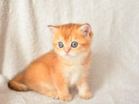 Harika rengi ile golden british shorthair