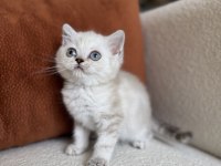 Mükemmel kalite silver point british shorthair