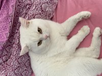 British Shorthair Erkek Kedi