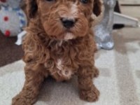 Mükemmel Anatomide Poodle Bebekler