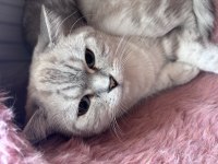 Kedimiz Pamuğumuzu Ücretsiz Sahiplendiriyoruz