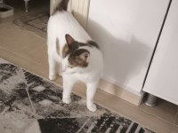 Kedimiz Karamelimize Acil Yuva Arıyoruz