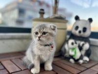 Ev ortamında eğitimleri tam dişi scottish fold