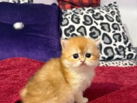 Mükemmel Güzellikte Dişi British Longhair Golden