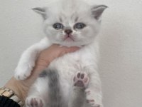 Sevgi dolu british shorthair yavrularımız