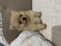 2 Aylık Erkek Teacup Pomeranian Boo