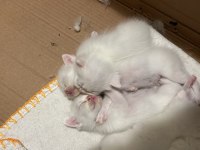 Minik British Shorthair Patiler Yeni Yuvalarını Arıyor!