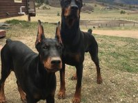 Ölümün habercisi doberman köpekler