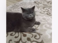 Acil sahiplendirilecek british shorthair