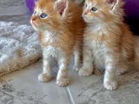 Wcf Şecereli Şampiyon Soylu Sağlık Garantili Maine Coon